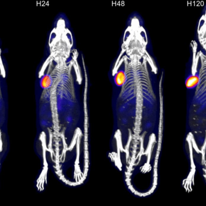 Image of rat xray scans showing tumors