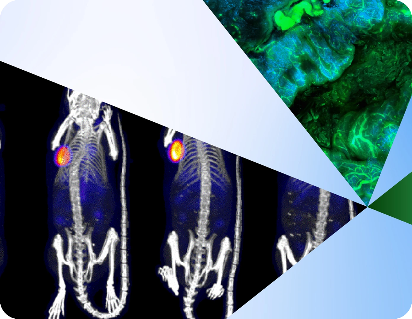 This image displays a segmented collage divided by blue and green geometric overlays. The lower left segment features a series of small animal PET or SPECT/CT scans, showing three rodent bodies in dorsal view, with color hotspots indicating regions of radiotracer uptake or biological activity. The upper right segment depicts a close-up, green- and blue-toned fluorescence microscopy image of biological tissue. The overall style blends scientific imaging and abstract digital art.