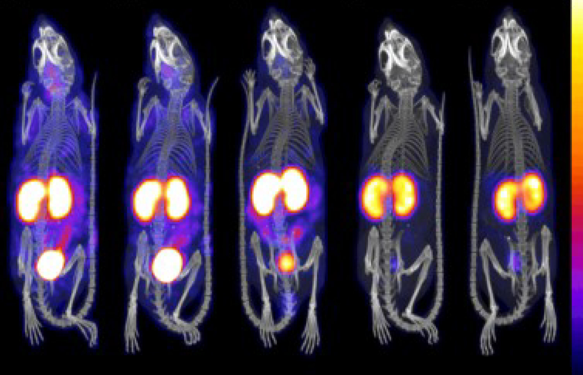 Evaluating ²¹²Pb Human Dosimetry Using ²⁰³Pb SPECT Imaging of an Integrin-Targeting Peptide